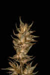 Owlfruit sedge